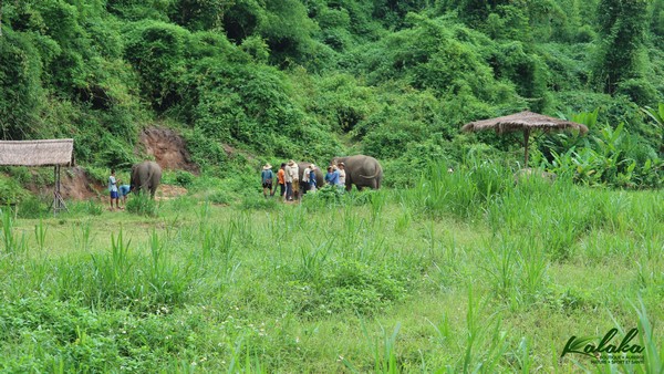 Centre éléphants à Chiang Mai