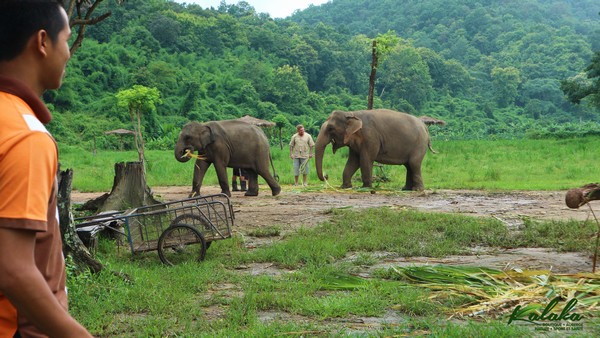 Sanctuaire éléphant à Chiang Mai